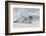 Antarctica. Charlotte Bay. Leopard Seal Sleeping on an Ice Floe-Inger Hogstrom-Framed Photographic Print