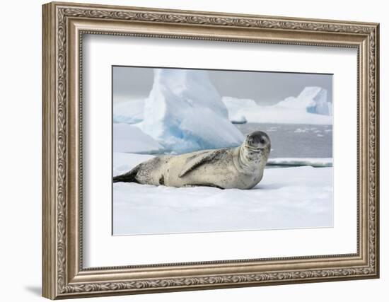 Antarctica. Charlotte Bay. Leopard Seal Sleeping on an Ice Floe-Inger Hogstrom-Framed Photographic Print