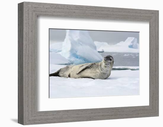 Antarctica. Charlotte Bay. Leopard Seal Sleeping on an Ice Floe-Inger Hogstrom-Framed Photographic Print