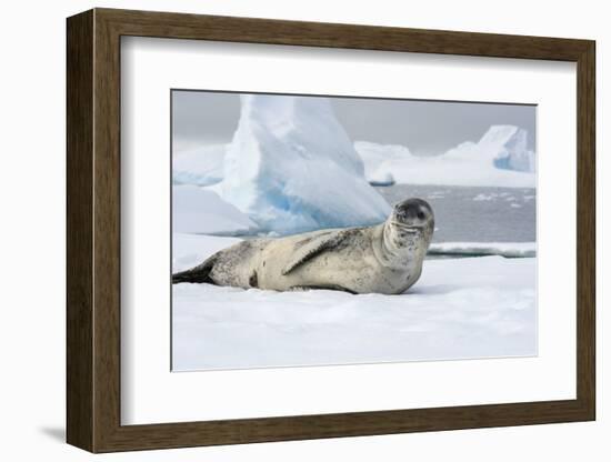 Antarctica. Charlotte Bay. Leopard Seal Sleeping on an Ice Floe-Inger Hogstrom-Framed Photographic Print