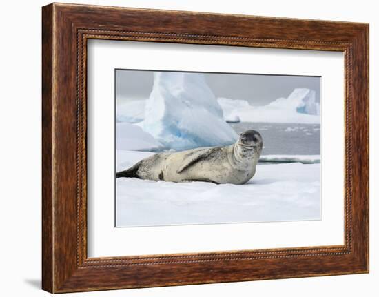 Antarctica. Charlotte Bay. Leopard Seal Sleeping on an Ice Floe-Inger Hogstrom-Framed Photographic Print