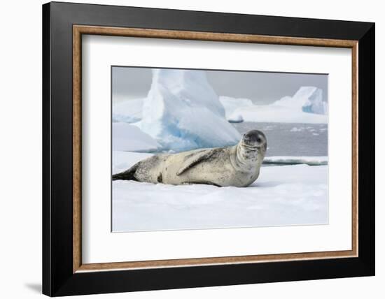 Antarctica. Charlotte Bay. Leopard Seal Sleeping on an Ice Floe-Inger Hogstrom-Framed Photographic Print