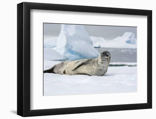 Antarctica. Charlotte Bay. Leopard Seal Sleeping on an Ice Floe-Inger Hogstrom-Framed Photographic Print