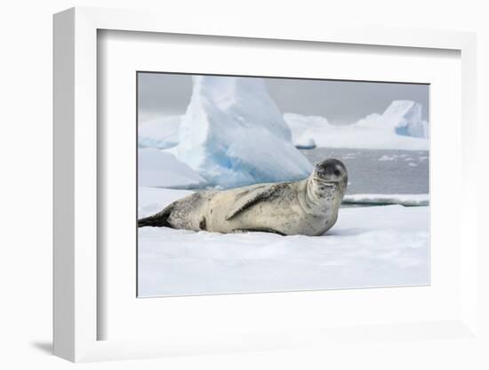 Antarctica. Charlotte Bay. Leopard Seal Sleeping on an Ice Floe-Inger Hogstrom-Framed Photographic Print