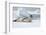 Antarctica. Charlotte Bay. Leopard Seal Sleeping on an Ice Floe-Inger Hogstrom-Framed Photographic Print