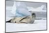 Antarctica. Charlotte Bay. Leopard Seal Sleeping on an Ice Floe-Inger Hogstrom-Mounted Photographic Print