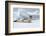 Antarctica. Charlotte Bay. Leopard Seal Sleeping on an Ice Floe-Inger Hogstrom-Framed Photographic Print