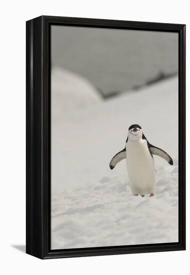 Antarctica, Chinstrap, Penguin-George Theodore-Framed Premier Image Canvas