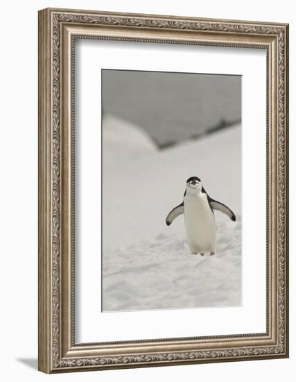 Antarctica, Chinstrap, Penguin-George Theodore-Framed Photographic Print