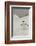 Antarctica, Chinstrap, Penguin-George Theodore-Framed Photographic Print