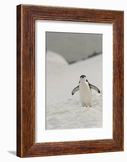 Antarctica, Chinstrap, Penguin-George Theodore-Framed Photographic Print