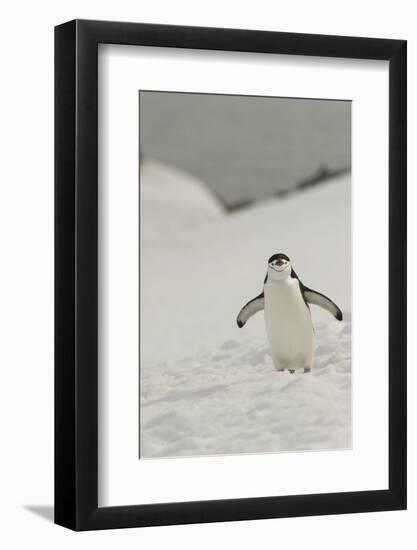 Antarctica, Chinstrap, Penguin-George Theodore-Framed Photographic Print