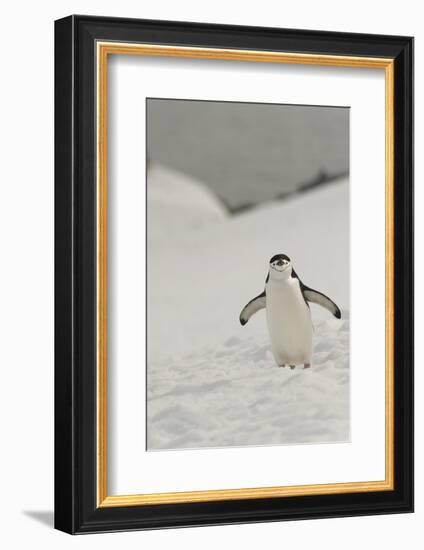 Antarctica, Chinstrap, Penguin-George Theodore-Framed Photographic Print