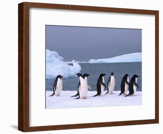 Antarctica, colony of adelie penguins-Frans Lemmens-Framed Photographic Print
