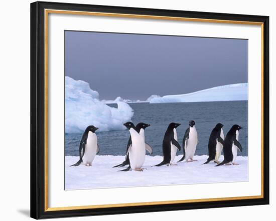 Antarctica, colony of adelie penguins-Frans Lemmens-Framed Photographic Print