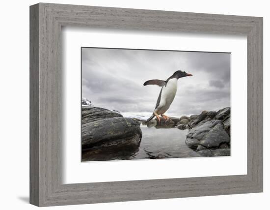 Antarctica, Cuverville Island, Gentoo Penguin leaping across channel along rocky shoreline.-Paul Souders-Framed Photographic Print