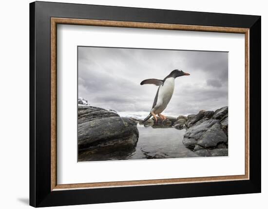 Antarctica, Cuverville Island, Gentoo Penguin leaping across channel along rocky shoreline.-Paul Souders-Framed Photographic Print