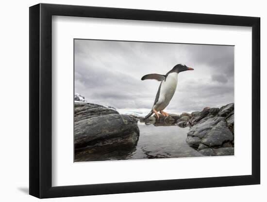Antarctica, Cuverville Island, Gentoo Penguin leaping across channel along rocky shoreline.-Paul Souders-Framed Photographic Print