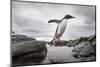 Antarctica, Cuverville Island, Gentoo Penguin leaping across channel along rocky shoreline.-Paul Souders-Mounted Photographic Print