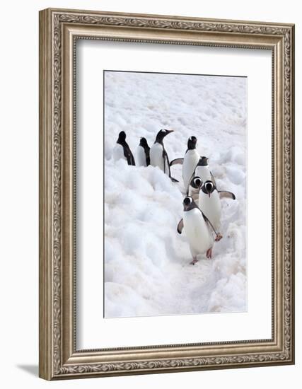 Antarctica, Cuverville Island, Gentoo Penguins walking through the snow-Hollice Looney-Framed Photographic Print