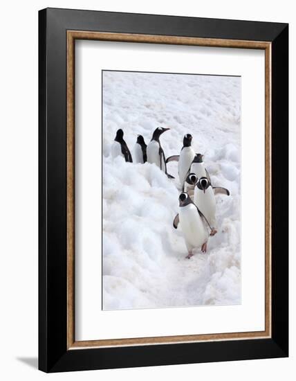 Antarctica, Cuverville Island, Gentoo Penguins walking through the snow-Hollice Looney-Framed Photographic Print