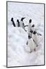 Antarctica, Cuverville Island, Gentoo Penguins walking through the snow-Hollice Looney-Mounted Photographic Print