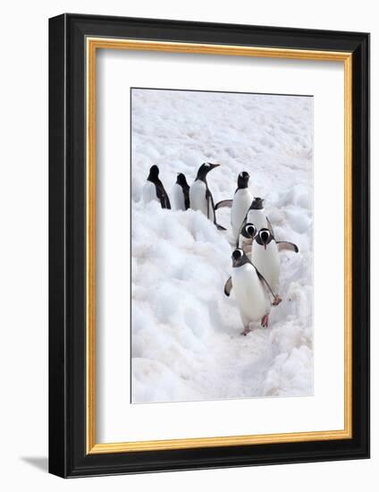 Antarctica, Cuverville Island, Gentoo Penguins walking through the snow-Hollice Looney-Framed Photographic Print