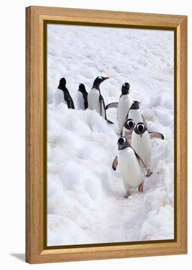 Antarctica, Cuverville Island, Gentoo Penguins walking through the snow-Hollice Looney-Framed Premier Image Canvas