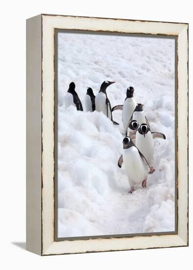 Antarctica, Cuverville Island, Gentoo Penguins walking through the snow-Hollice Looney-Framed Premier Image Canvas