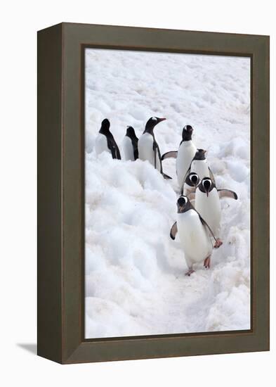 Antarctica, Cuverville Island, Gentoo Penguins walking through the snow-Hollice Looney-Framed Premier Image Canvas