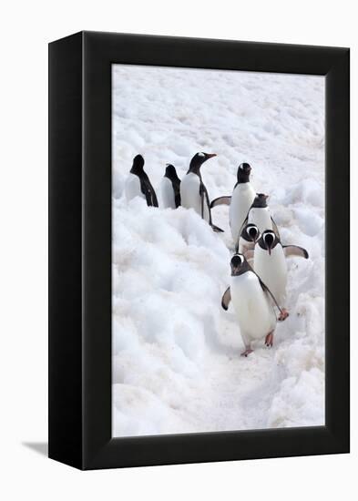 Antarctica, Cuverville Island, Gentoo Penguins walking through the snow-Hollice Looney-Framed Premier Image Canvas