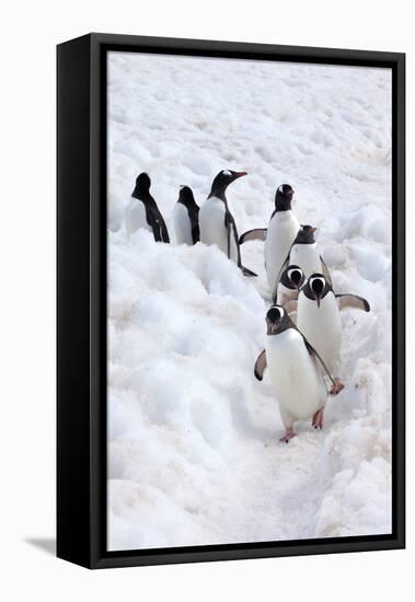 Antarctica, Cuverville Island, Gentoo Penguins walking through the snow-Hollice Looney-Framed Premier Image Canvas