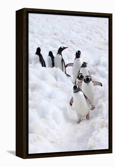 Antarctica, Cuverville Island, Gentoo Penguins walking through the snow-Hollice Looney-Framed Premier Image Canvas