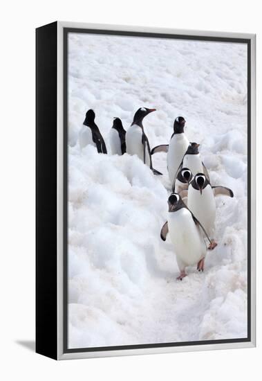 Antarctica, Cuverville Island, Gentoo Penguins walking through the snow-Hollice Looney-Framed Premier Image Canvas