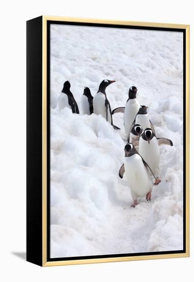 Antarctica, Cuverville Island, Gentoo Penguins walking through the snow-Hollice Looney-Framed Premier Image Canvas