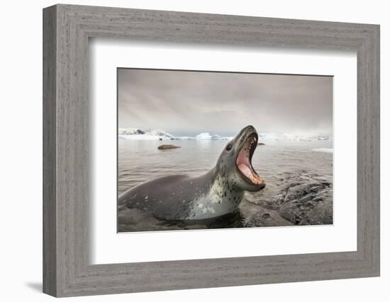 Antarctica, Cuverville Island, Leopard Seal bares teeth while hunting.-Paul Souders-Framed Photographic Print