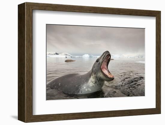 Antarctica, Cuverville Island, Leopard Seal bares teeth while hunting.-Paul Souders-Framed Photographic Print