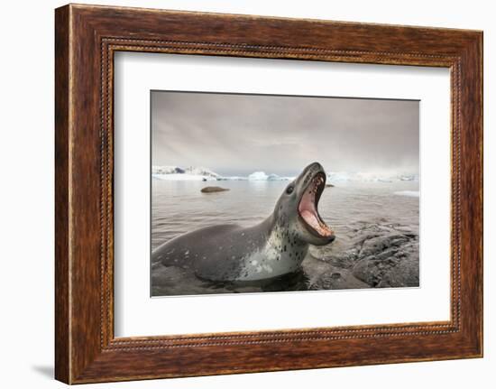 Antarctica, Cuverville Island, Leopard Seal bares teeth while hunting.-Paul Souders-Framed Photographic Print