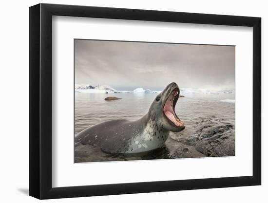 Antarctica, Cuverville Island, Leopard Seal bares teeth while hunting.-Paul Souders-Framed Photographic Print