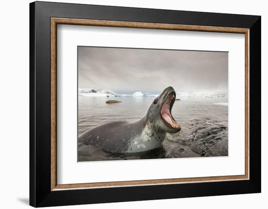 Antarctica, Cuverville Island, Leopard Seal bares teeth while hunting.-Paul Souders-Framed Photographic Print