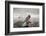 Antarctica, Cuverville Island, Leopard Seal bares teeth while hunting.-Paul Souders-Framed Photographic Print