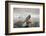 Antarctica, Cuverville Island, Leopard Seal bares teeth while hunting.-Paul Souders-Framed Photographic Print