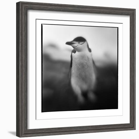 Antarctica, Deception Island, Chinstrap Penguin.-Paul Souders-Framed Photographic Print