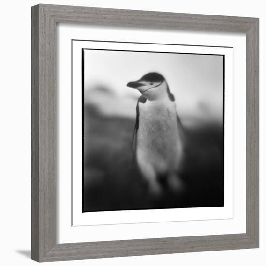 Antarctica, Deception Island, Chinstrap Penguin.-Paul Souders-Framed Photographic Print