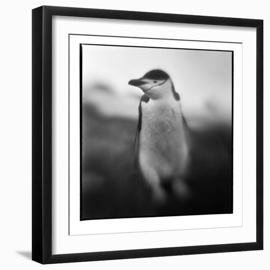 Antarctica, Deception Island, Chinstrap Penguin.-Paul Souders-Framed Photographic Print