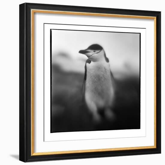 Antarctica, Deception Island, Chinstrap Penguin.-Paul Souders-Framed Photographic Print