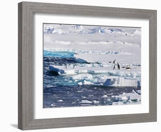 Antarctica. Emperor and Adelie Penguins on the Edge of an Ice Shelf-Janet Muir-Framed Photographic Print