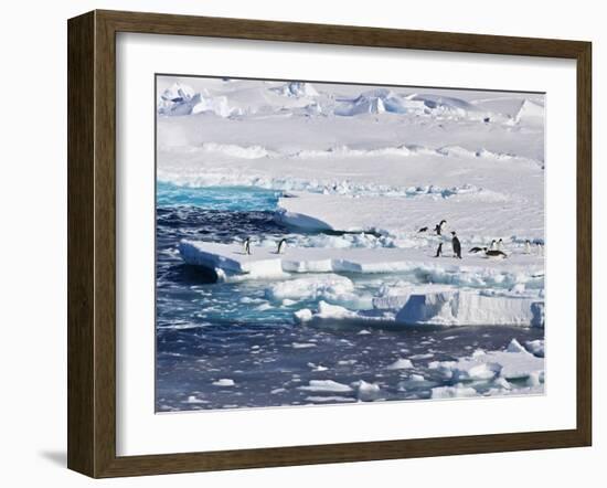 Antarctica. Emperor and Adelie Penguins on the Edge of an Ice Shelf-Janet Muir-Framed Photographic Print