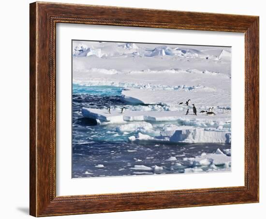 Antarctica. Emperor and Adelie Penguins on the Edge of an Ice Shelf-Janet Muir-Framed Photographic Print