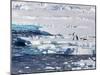 Antarctica. Emperor and Adelie Penguins on the Edge of an Ice Shelf-Janet Muir-Mounted Photographic Print